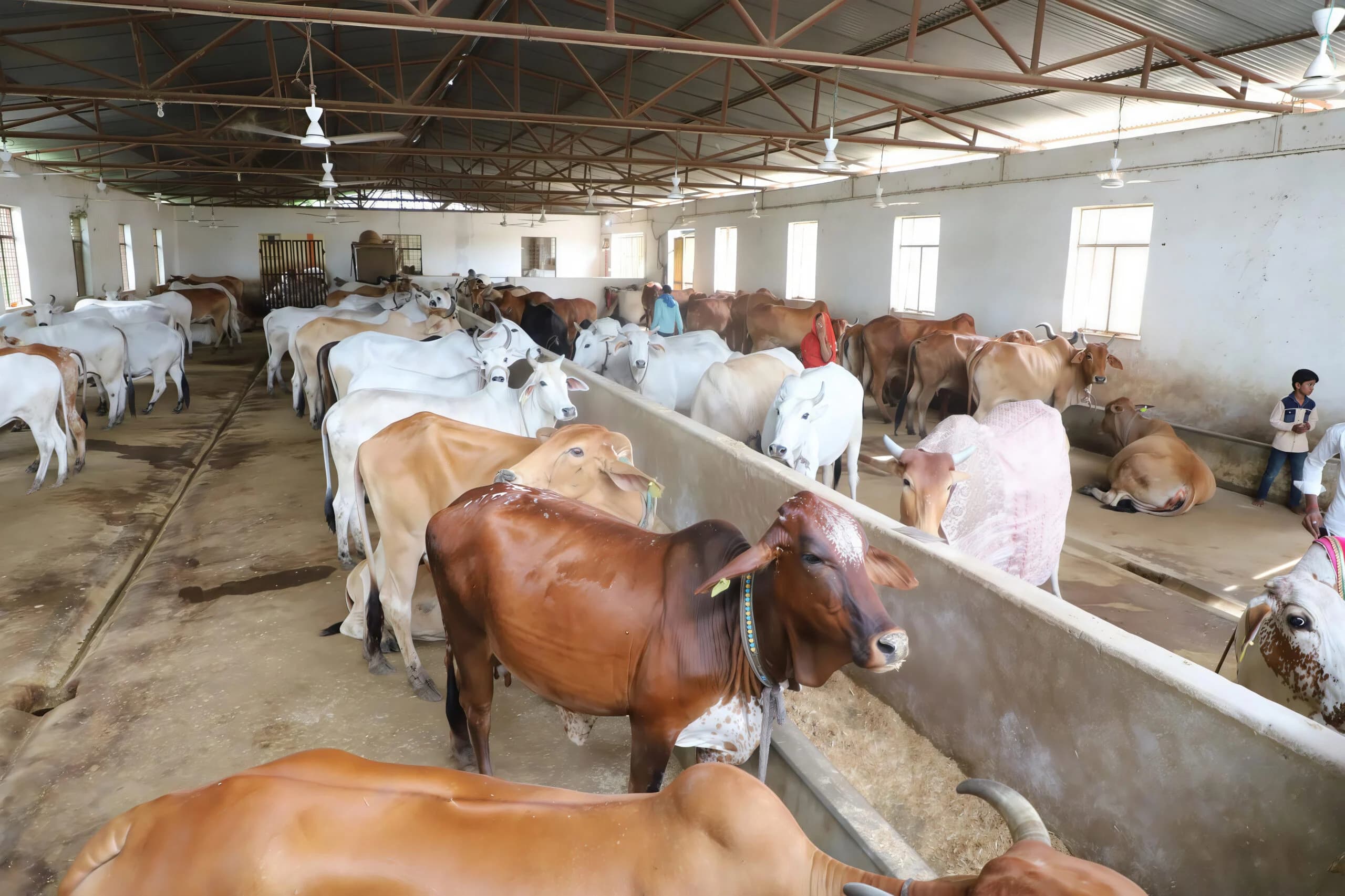 गौ रक्षा गैलरी 4